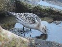 Sanderling - Calidris alba