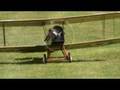 SE5 flight new