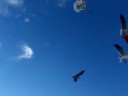 seagulls+cheezits seagulls+cheezits