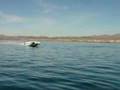 Magic 28' Deckboat