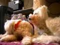 UNE VIE DE CHIEN!