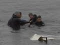 Stranded whale saved in New Zealand