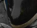 Stranded whale saved in New Zealand
