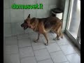 NEUROLOGIA VETERINARIA www.alessandroprota.blogspot.com