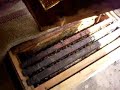 Nicot Queen Rearing Kit By AmanRaviKant