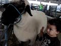 Melhor amigo do ovelhão