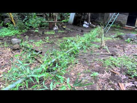 how to replant chinese bamboo