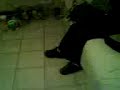 los simios tambien yoran 2