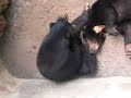 Masturbating Bear