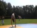 tolhekke trickin'