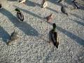 videos de New Bern Ducks