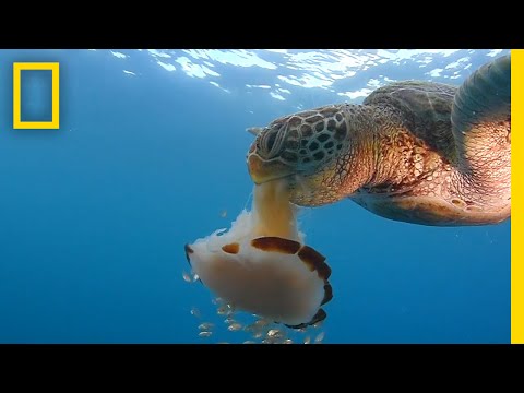 Green sea turtle noms jellyfish