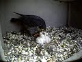 Columbus Ohio Peregrines/Slechtvalken 17-05-2008 Columbus Ohio Peregrines/Slechtvalken 17-05-2008