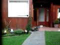 Sexo animal - gato y perro