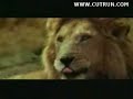Stupid antelope
