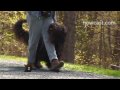 How to Exercise Your Dog