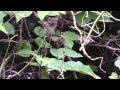 Walking Stick Insect