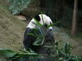 Panda Lunch
