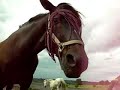 assise dans la prairie ... cheval a mes trousses !
