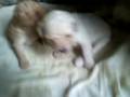 videos de Filhotes do Joca