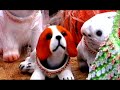 perritos INTERAXION tv perritos INTERAXION tv