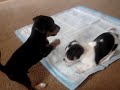 puppy RUUUUMBLE!
