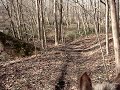 Rocky Mountain Horse on trail Rocky Mountain Horse on trail