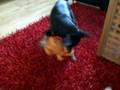 videos de grisen