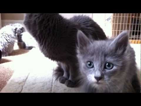 UK Nebelung cats and their kittens