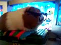 Guinea Pig Wearing Glasses!
