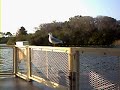 DVC Resales Magic Kingdom Ferry Bird DVC Resales Magic Kingdom Ferry Bird
