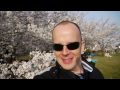 桜で英会話:『満開』は英語で?