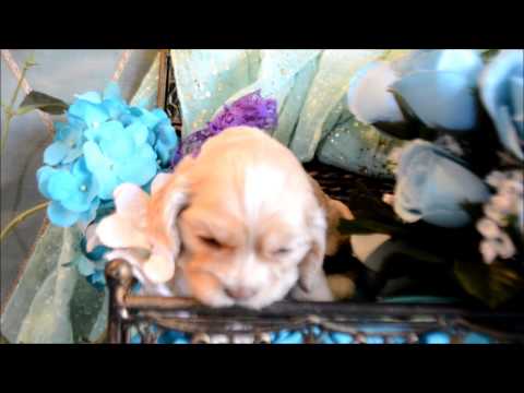 Abby AKC Female Silver Buff Cocker Spaniel Puppy for sale
