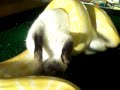 albino burmese vs screaming rabbit