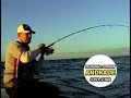 Anchovas em Floripa