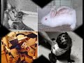 STOP � la maltraitance envers les animaux !
