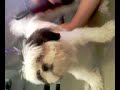 kathy giving smooches a fade shih shitzu tzu with music kathy giving smooches a fade shih shitzu tzu with music