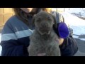 2010-03-09 | Hope at 9 weeks.MOV ~> CHESAPEAKE Bay Retrievers AKC Excellent bloodlines, health guar, & family raised. Both sire & dam are pra-a (which means their eyes do not carry ... (<span>1:)