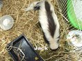 Loch Western Country 2007 avec Au Furet Breton Loch Western Country 2007 avec Au Furet Breton