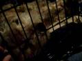 videos de My dog Otis was sleeping