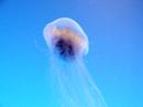 Jellyfish - Medusas Jellyfish - Medusas