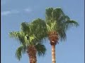Palm Trees in Vegas