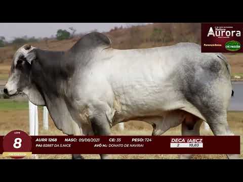 4� De Olho na Fazenda - NELORE AURORA participa��o Chico Paulic�ia