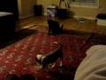 Stella and Regina play