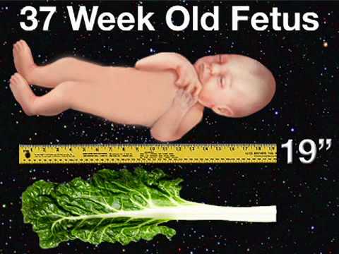 you are 37 weeks pregnant you are 37 weeks pregnant