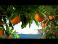Cirkus Animation, NZ: Simply Squeezed Pick me TVC