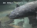 1??????????????????Cobra Snakehead?????Channa marulius