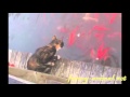 Cat catching fish 