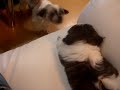 ?????shih-tzu
