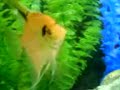 Angelfish